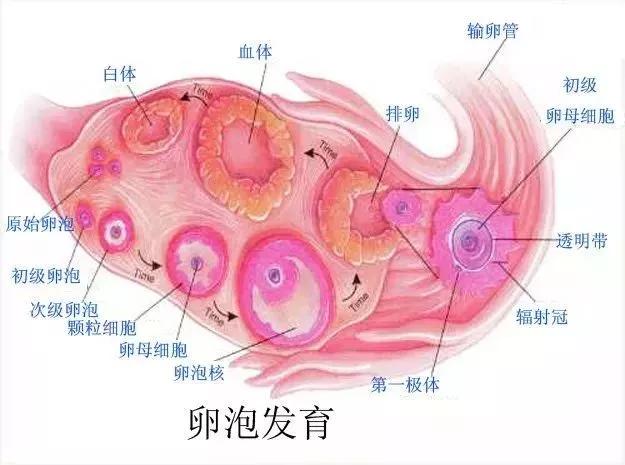 卵泡长得好不好要做什么检查,卵泡监测几个卵泡最适合