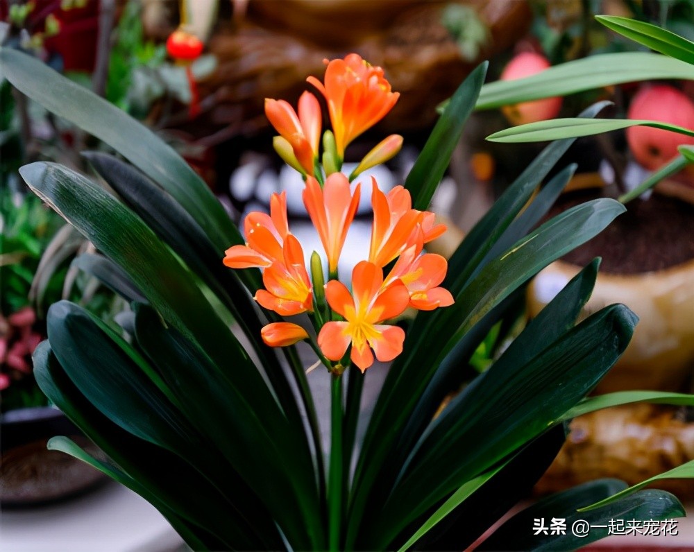 君子兰夏季怎样防病虫,夏季君子兰的养殖方法和关注事项