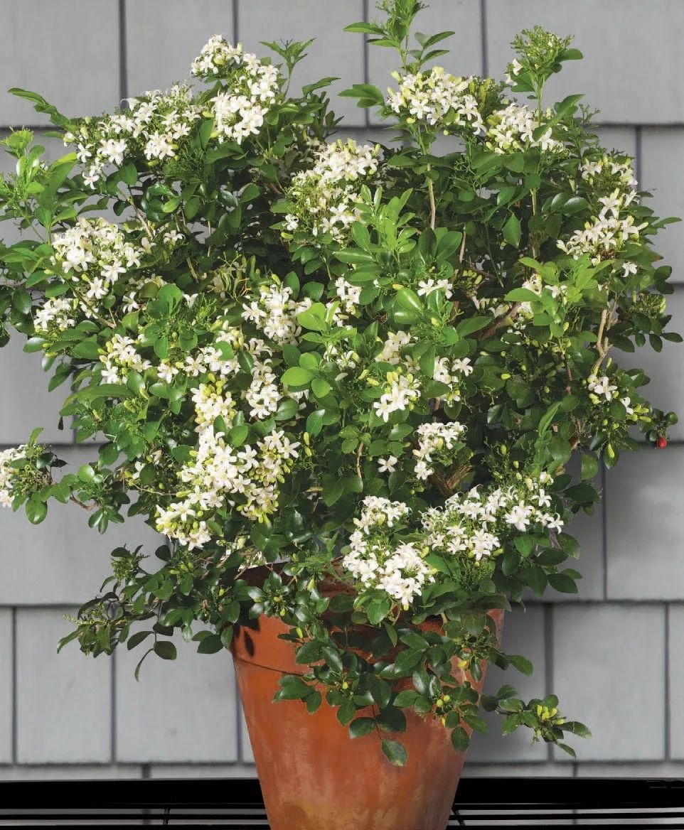 香味最浓的十种花,最香的十种花有哪些