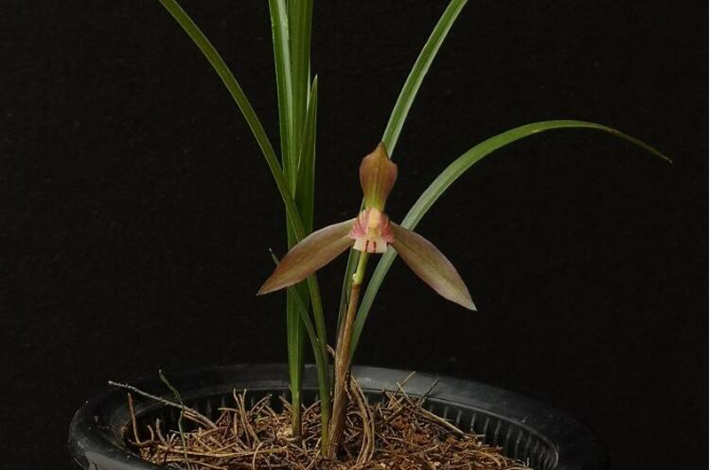 尿素浇兰花的正确方法视频,尿素浇兰花的最佳方法