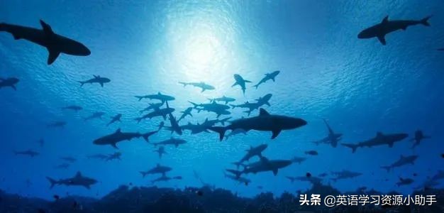 【资源共享】美的让人无法给差评的BBC纪录片《蓝色星球》