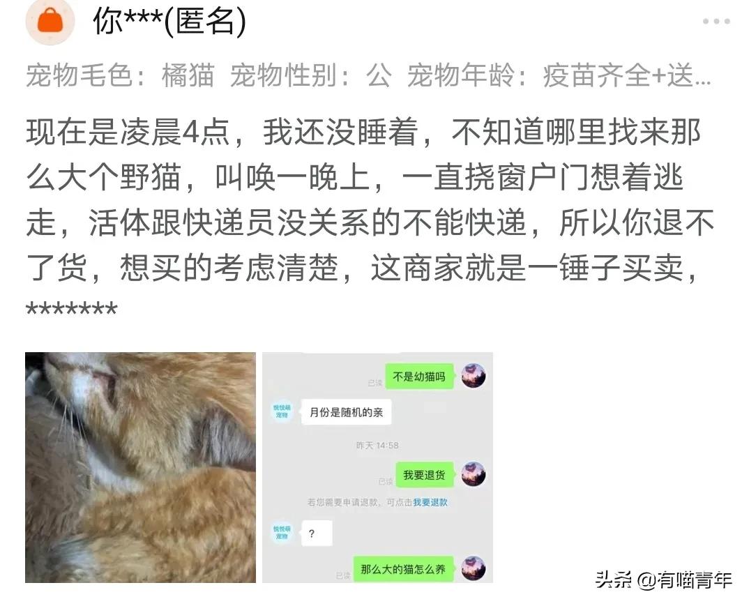 pdd买猫和老鼠,pdd两百买的猫
