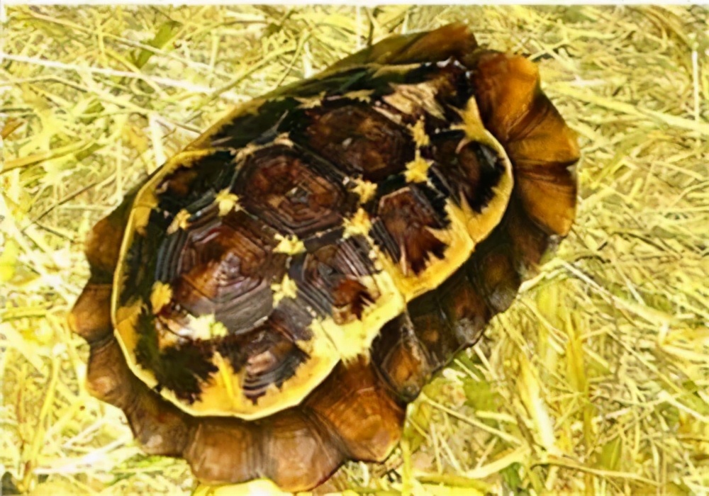 龟类大百科,大眼睛龟类