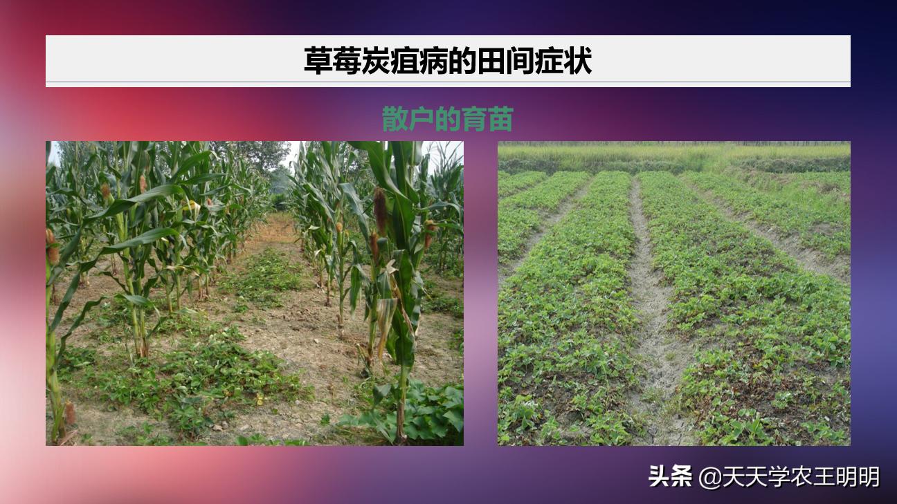 草莓小苗移栽大棚发炭疽病怎么办,草莓炭疽病初期苗还可以治好吗