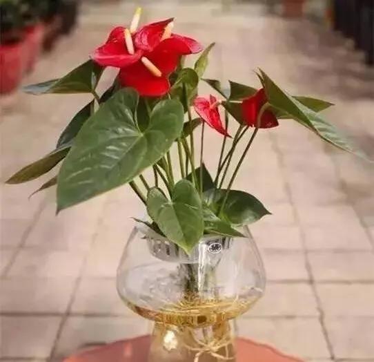 红掌怎么防止黄叶,红掌如何防虫害