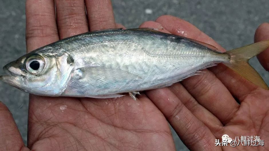 挪威青花鱼和鲐鲅鱼口感,挪威青花鱼和鲐鱼的区别