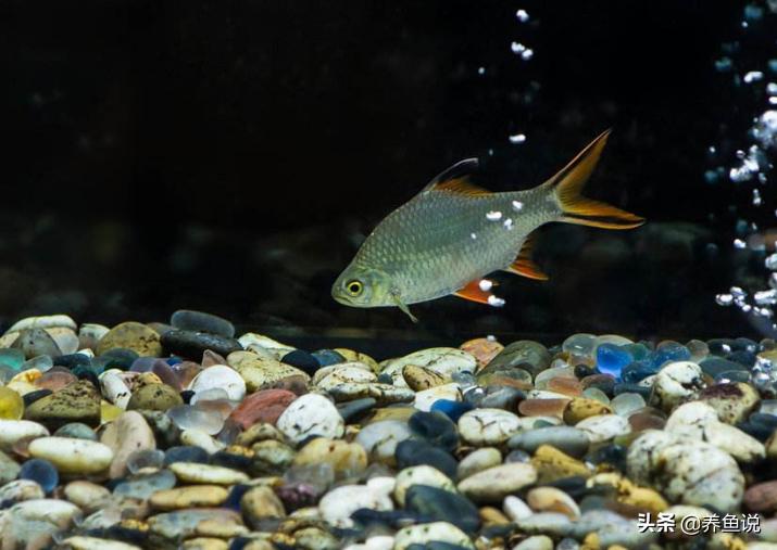 鱼缸养的观赏鱼不吃食怎么办,观赏鱼刚到秋天怎么不愿动了