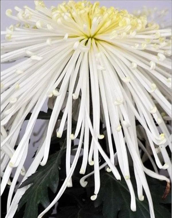 喜欢菊花有啥说法吗,喜欢菊花的人多吗