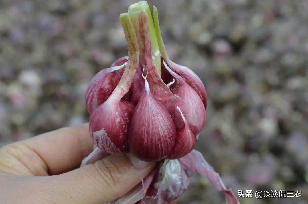 大蒜如何保存不发芽多种方法,大蒜保存不发霉的办法