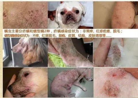 狗狗体内外寄生虫有哪些？看完这篇再也不用为这事儿发愁了