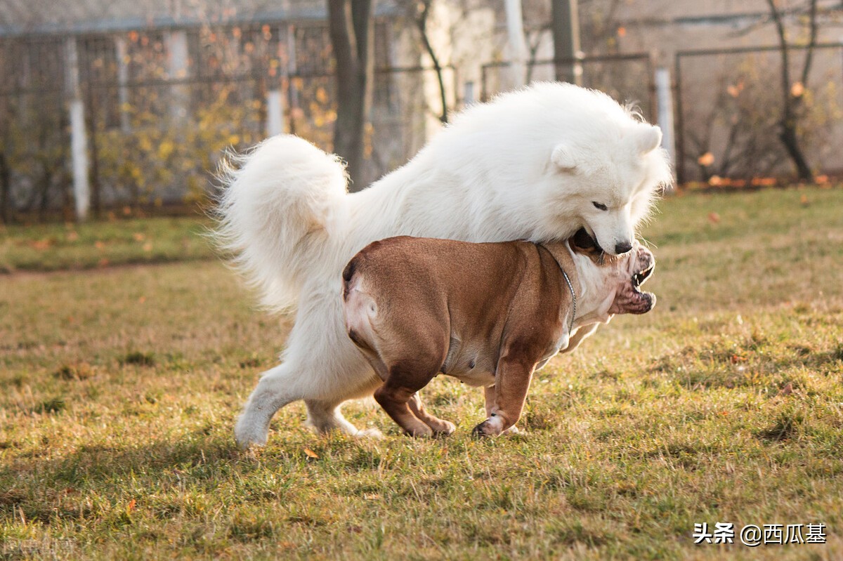 了解宠物狗的品种,了解萨摩耶的五种行为