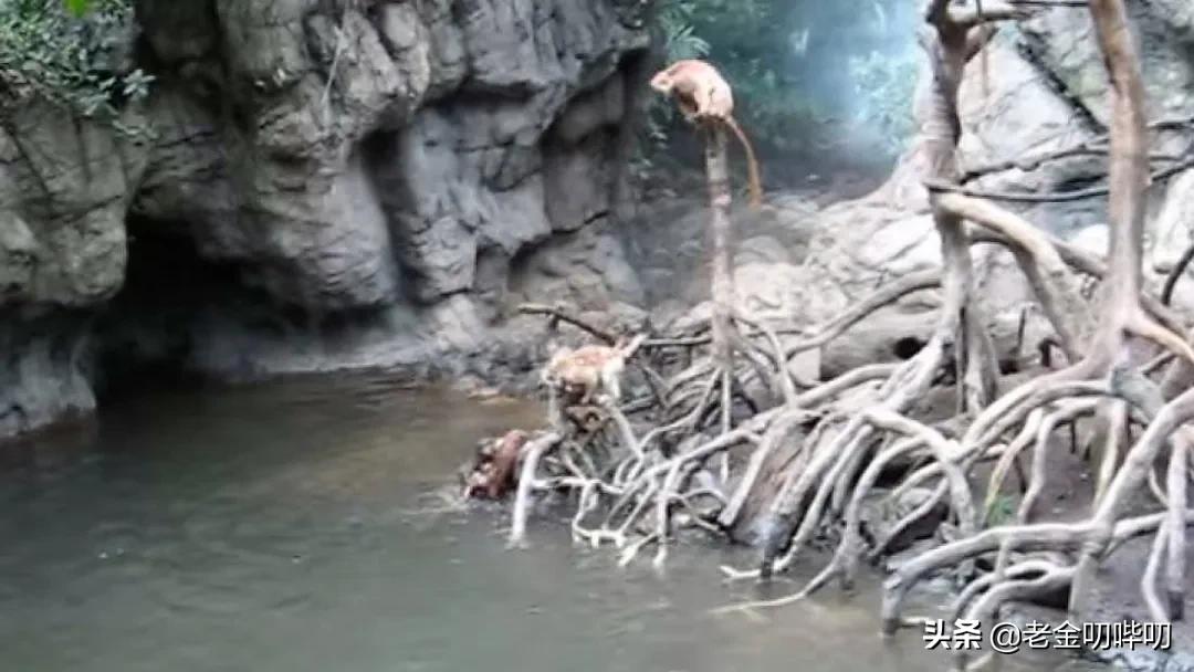 水獭与平头哥是同科吗,水獭动物界的平头哥