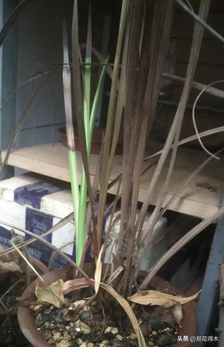 怎样预防兰花得软腐茎腐病,兰花如何预防软腐病和茎腐病