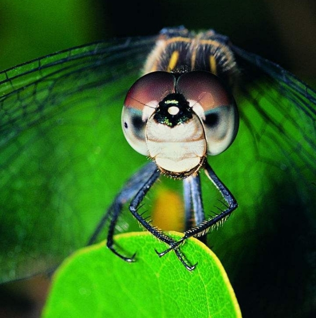 蜻蜓有什么特别的现象,很多蜻蜓飞是什么征兆