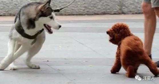 哈士奇和泰迪生的像雪纳瑞,泰迪和雪纳瑞串串小狗