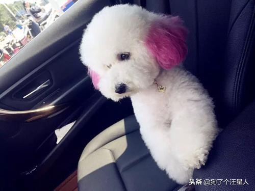 比熊犬适合新手养吗,如果你是新手养猫该养什么猫