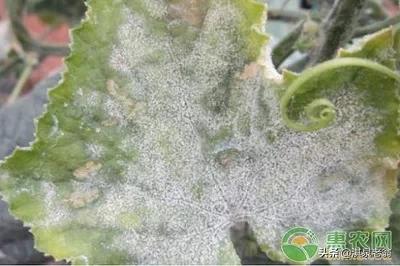 黄瓜病虫防治厂家供货,黄瓜病虫害及防治方法