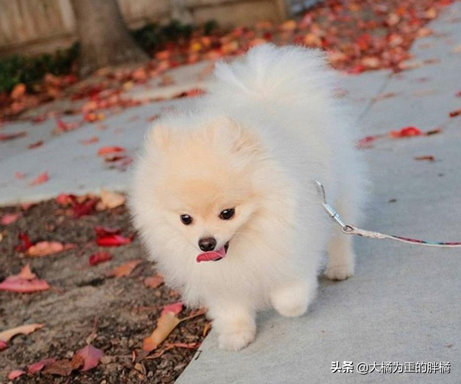 博美为啥脾气暴躁爱咬人,博美性格暴躁吗