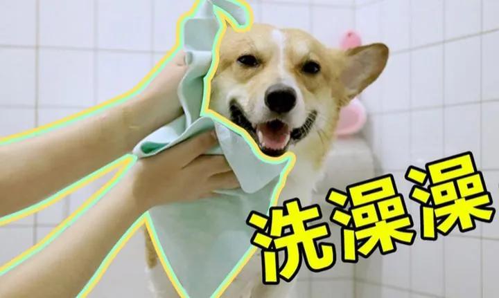 初次养狗怎样养好柯基犬,盘点柯基犬的缺点养之前得先知道