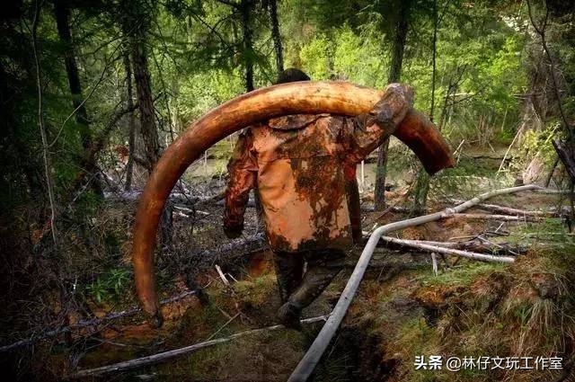 猛犸象牙详细介绍,猛犸化石收藏价值一览表