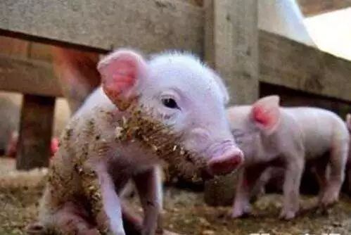 小猪拉稀怎么办最有效的方法,小猪拉稀怎么办最简单的方法