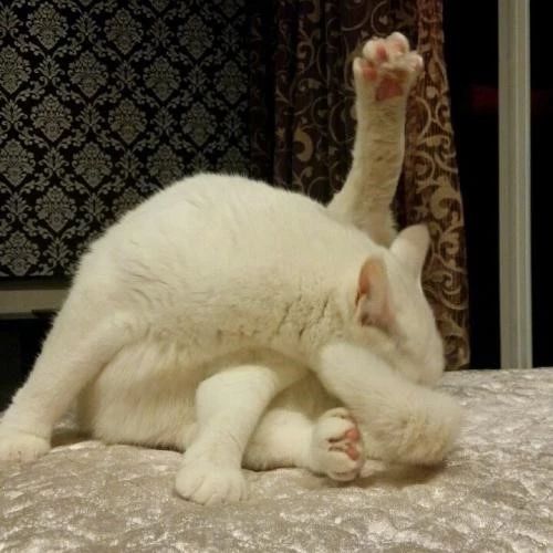 你了解过猫咪肛门腺吗？这部位可能出现什么问题？要不要挤掉？