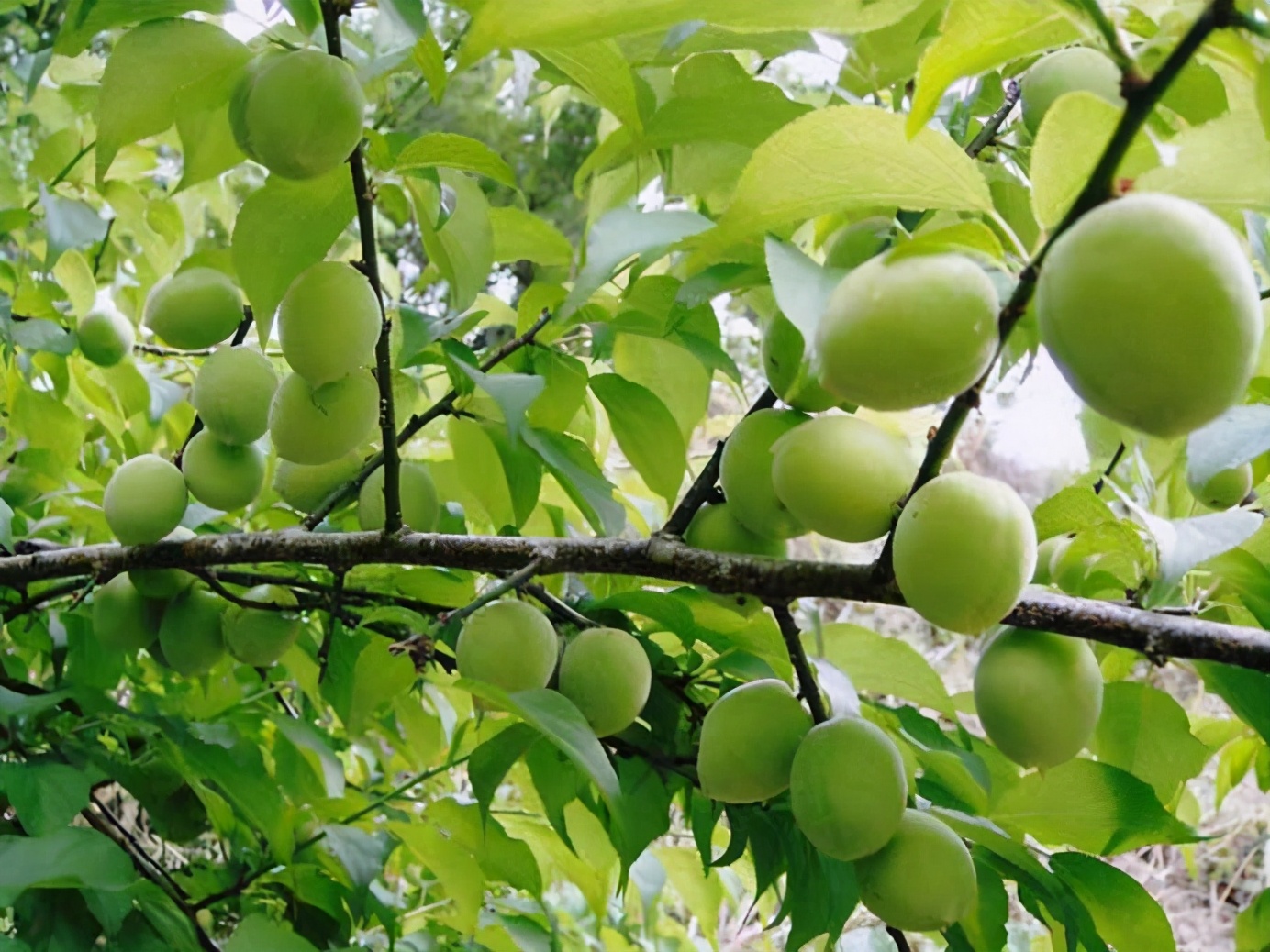 百种果子简介,百种果实图片