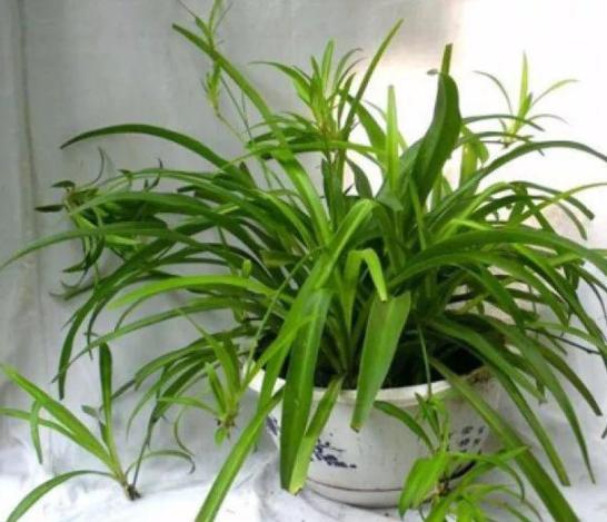 吊兰换盆时上面的小吊兰怎么处理,吊兰叶子发软下垂吊兰怎么样换盆