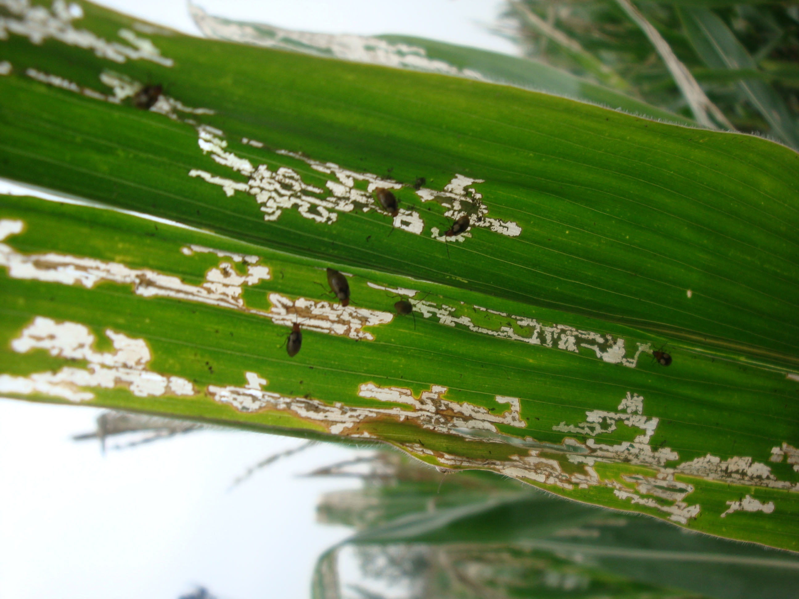 怎么防止玉米长虫,玉米钻心虫怎么防治