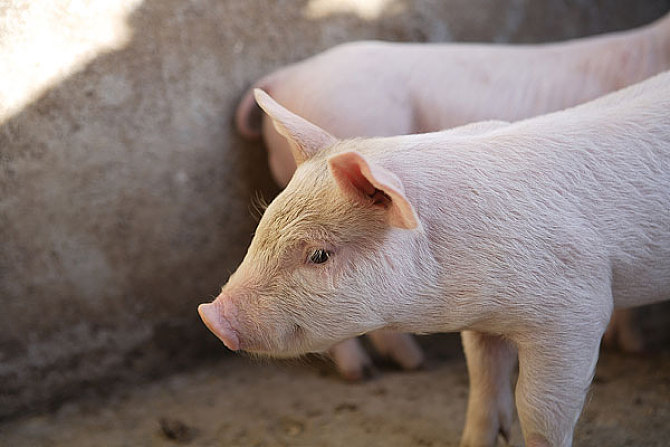 猪人工授精管插多深合适,猪人工授精的数据和结果