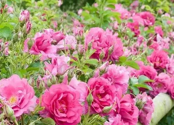 99棵月季,最值得入手的玫瑰月季
