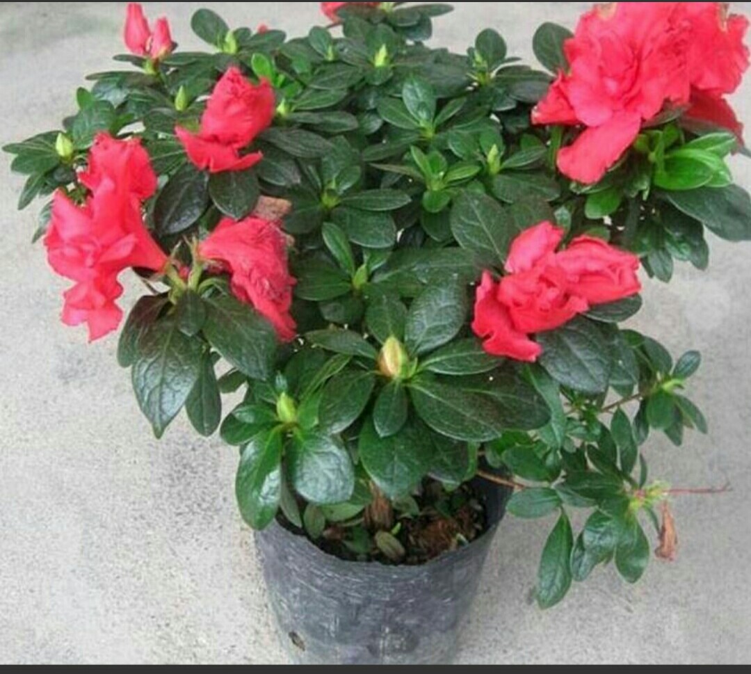 杜鹃花的病虫害防治方法,杜鹃花栽培与病虫害防治的书