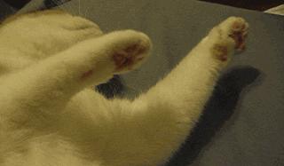 猫为什么会做梦,猫咪也会做梦吗都梦到了啥