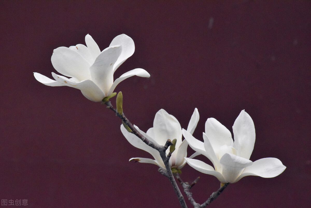 咏兰组诗,咏兰花七律古诗词