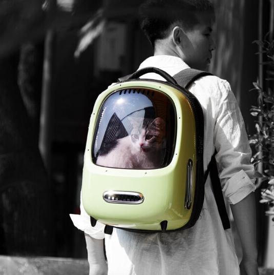 养猫必备物品需要多少钱,养猫必备物品羊奶粉