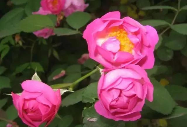 每天学习一点点各种花代表的花语,每天学习一朵花知识