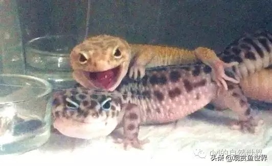 守宫最佳繁殖方法,守宫小技巧