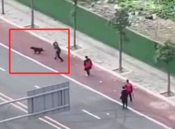 多地还是开始杀狗，时代的一粒灰落在狗身上，不止一座山