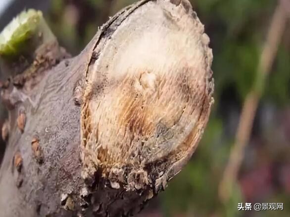 绿化苗木创伤后怎么处理,绿化树木破损如何修复