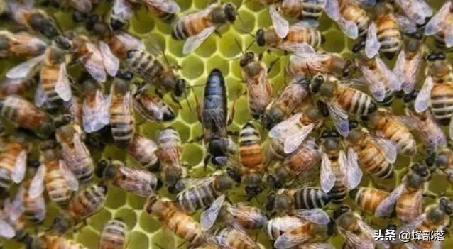 冬天中马蜂蜂王怎么保存起来备用,冬季蜂王应储存在哪里