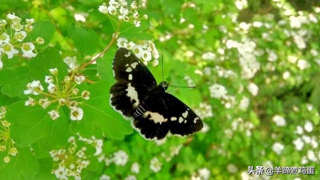 游玩北京香山公园之行,7月的北京香山公园图片