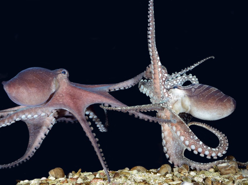 章鱼是如何交配的？一个用“鼻孔”繁殖的生物