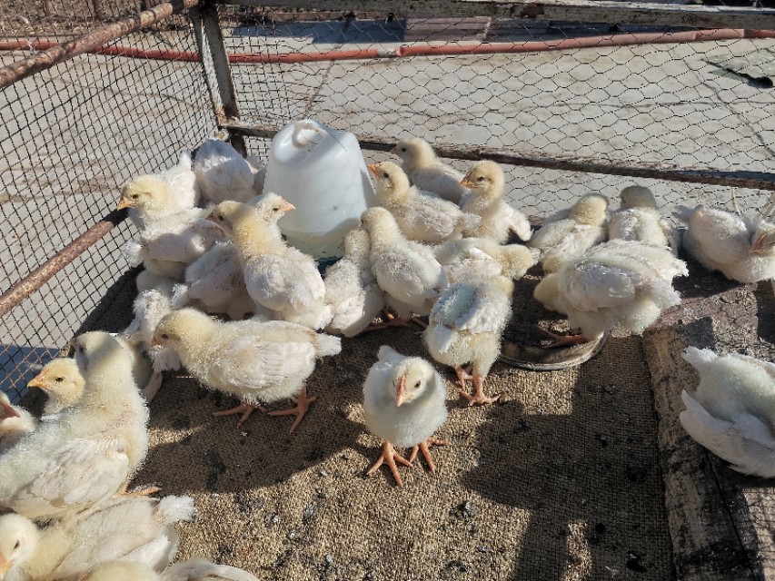 养鸡场小鸡怎么脱温的,雏鸡湿度管理图解
