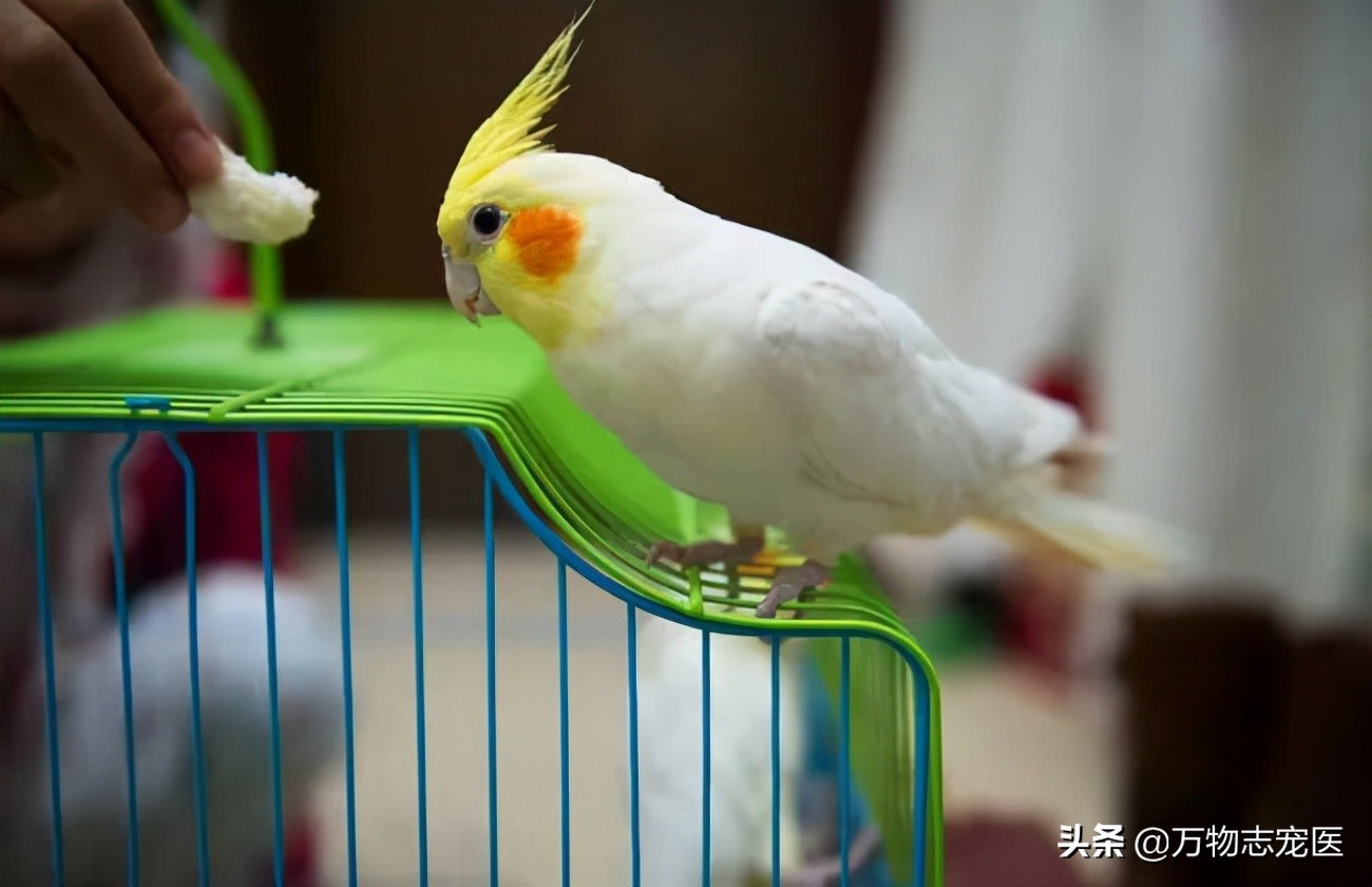 常见的宠物鸟种类有哪些名字,十大宠物鸟排行榜
