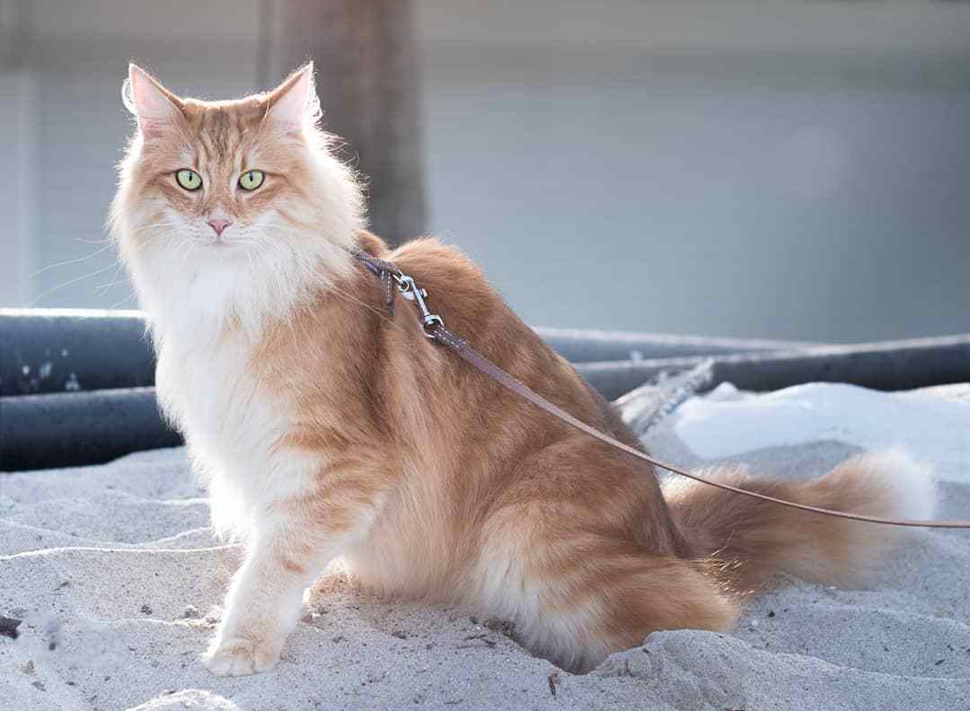 猫奴需要了解的知识：猫咪喝水少的危害及八种应对策略