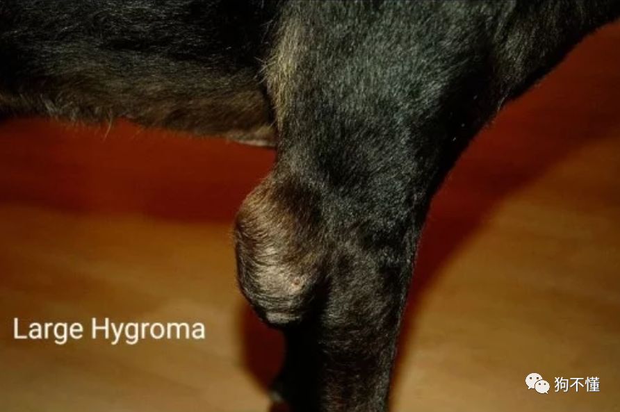 狗腿上有老茧？都是主人的祸