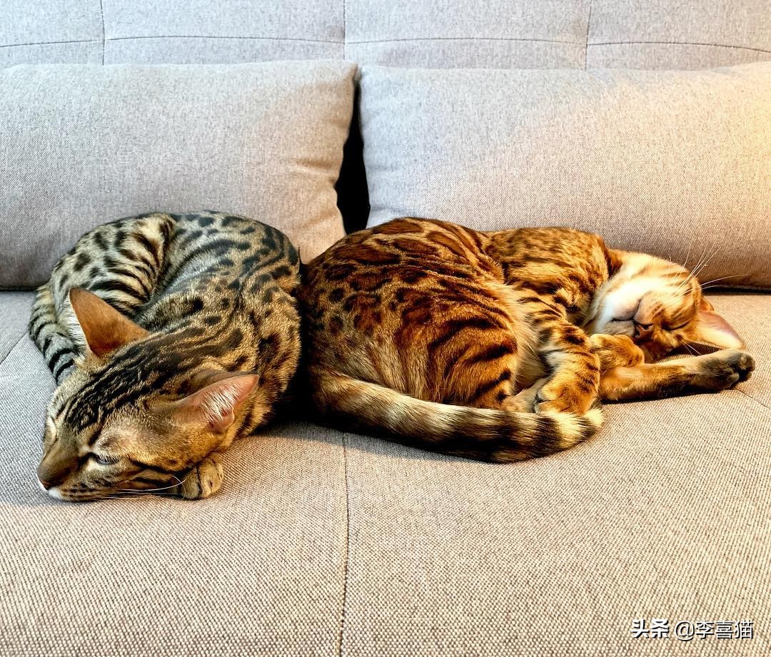 猫咪打架事件最新,近日铲屎官劝猫咪别打架