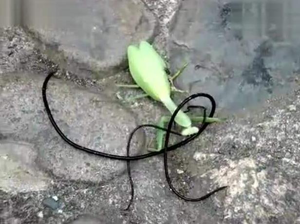 昆虫界美丽又残酷的天生杀手,昆虫界最厉害的杀手是什么