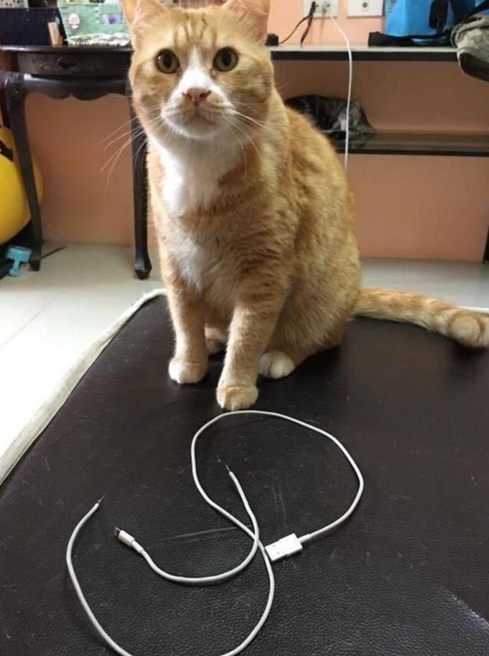 怎么样才能避免猫咪咬数据线,头疼猫咪