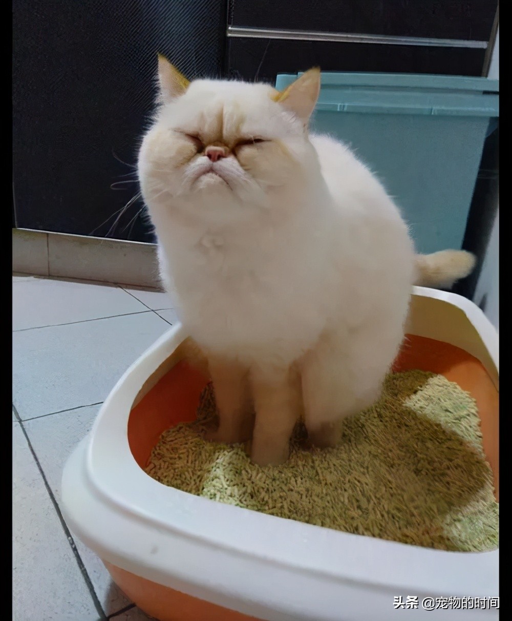 为什么猫咪不埋屎不埋尿,为什么猫咪不埋尿和屎